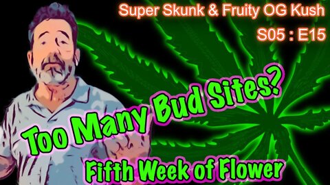 S05 E15 Super Skunk / Fruity OG Kush Organic Cannabis Grow – Week 5 of Flower & Too Many Bud Sites?