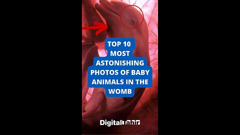 Top 10 Most Astonishing Photos Of Baby Animals In The Womb