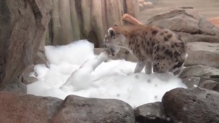 Milwaukee County Zoo hyenas treated to bubble bath