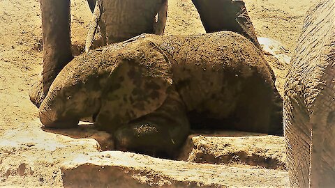 Baby Elephant Scratches Itchy Body Parts With Real Determination