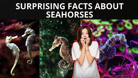 5 Surprising Facts You Never Knew About Seahorses