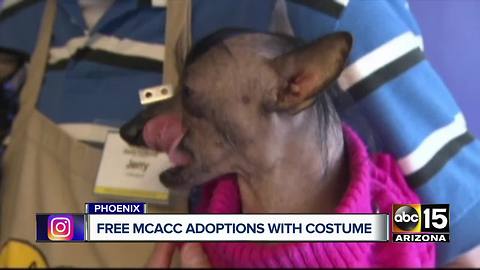 FREE pet adoptions for people wearing costumes!