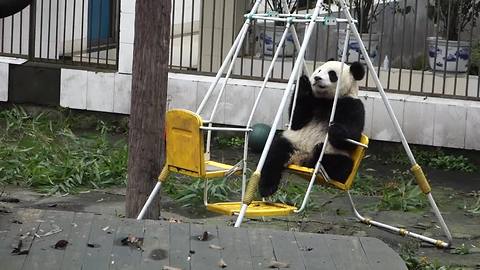 Zheng Zheng the panda chills out on swing set