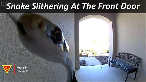 Snake Slithering At The Front Door Caught On Blink Camera | Doorbell Camera Video
