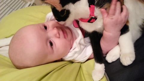 "Kitties Make The Best Babysitters"