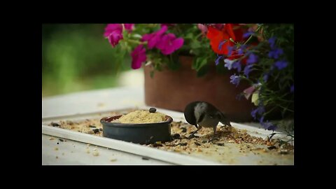 Chickadees: How to attract them to your birdfeeder