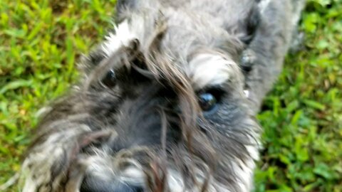 Old miniature schnauzer walks crooked?