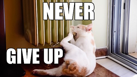Never Give Up - Motivational Video