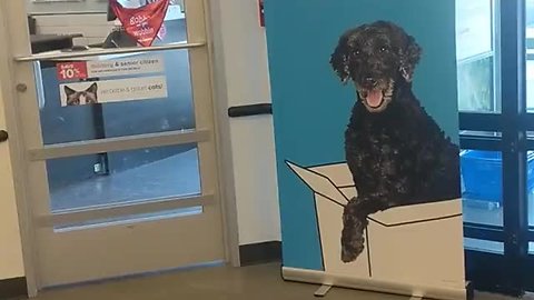 Pug Growls At A Picture Of A Real-Looking Dog