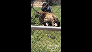 Man gets attacked by a Tiger (playfully?)