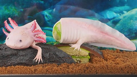 I Ate My Axolotl