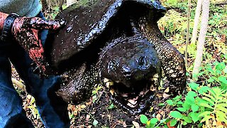 Gigantic snapping turtles found in mud hole in the woods