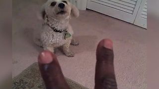 Smart Dog Learns To Count