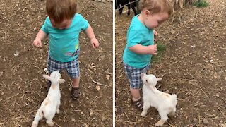 Baby Goat Adorably Wants To Befriend Little Boy