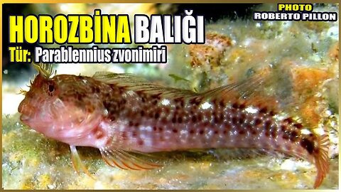 Horozbina Balığı | Parablennius zvonimiri | Akdeniz Balıkları #28