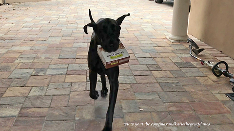 Great Dane puppy learns how to deliver groceries