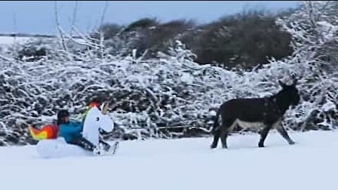 Alguma vez viu um trenó insuflável puxado por um burro?