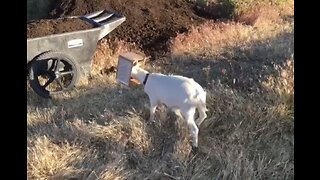 Cute baby pack goat found with box on his head