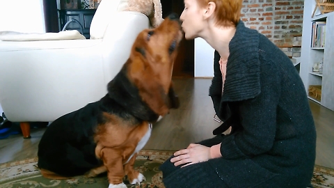 Basset Hound learns to give kisses for treats