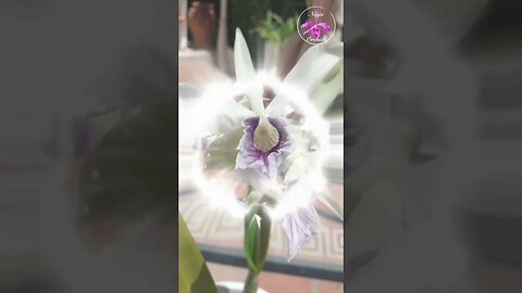 🧚🏻‍♂️🪄🙆🏼‍♀️ Magical Cattleya purpurata var. Werkhäuseri FRAGRANT Orchid Blooms