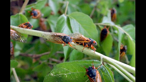 Billions Of Cicadas Are About To Emerge Creating A Once-In-A-Lifetime Event!!!