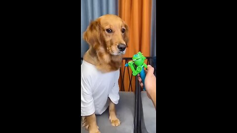 Funny Pets Videos