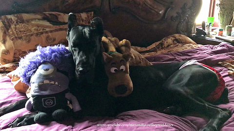 Sleepy Great Dane Falls Asleep with her Stuffie Toys in Bed