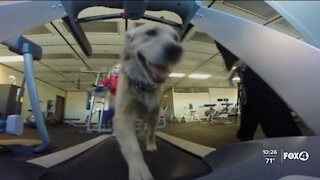 Workout like a dog