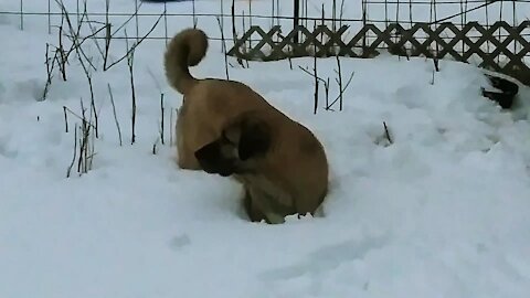 Kangal Dogs enjoying the deep snow
