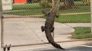 Ce crocodile a essayé de grimper par dessus le portail d'une école en Floride