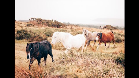 Four Horses of the Apocalypse