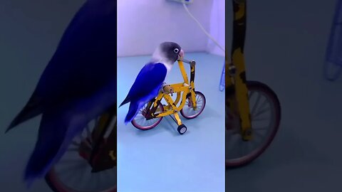 Cute and Funny Parrot Change Your Mood #shorts #funnyvideo