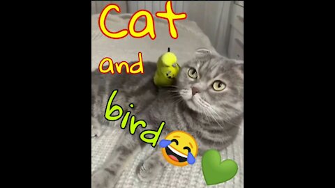 Bird and cat funny 😂