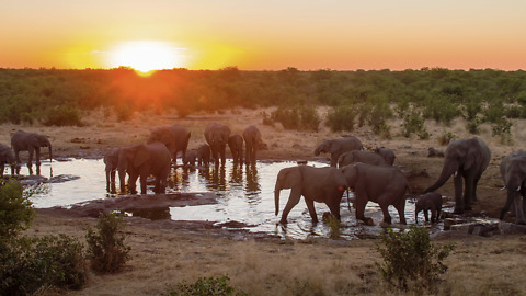 Up Close With Elephants