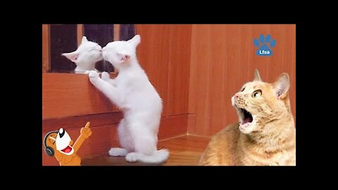 Funny animals and babies - Funny cats and dogs - Binho e Mel