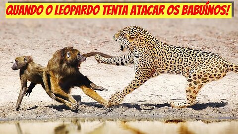 Quando o leopardo tenta atacar os babuínos!