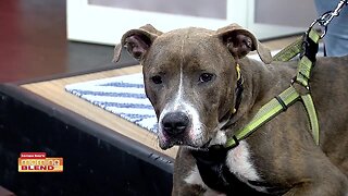 Pet Patrol | Morning Blend