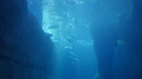 Gentoo penguins swimming through water