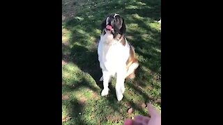 Clumsy puppy totally wipes out trying to catch ball