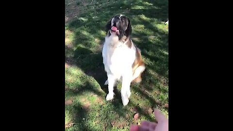 Clumsy puppy totally wipes out trying to catch ball