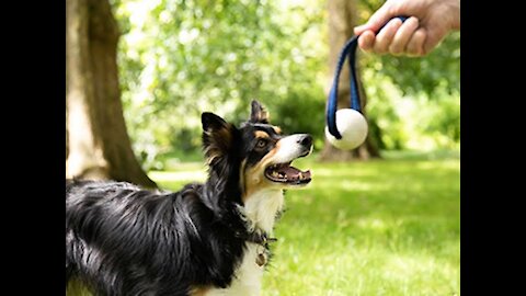 How to Train Your Dog to Walk Nicely on the Leash |PRO DOG TRAINING|