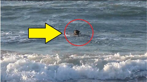 dog swimming in beach like a pro