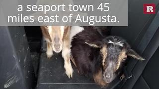 Police Officers Saved These Goats | Rare Animals