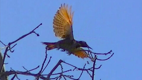 IECV NV #151 - 👀 The Northern Flicker At The Top Of A Tree 6-13-2016