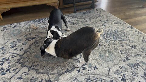 Boston Terrier Play Time