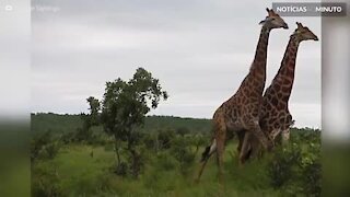 Luta nas alturas: girafas brigam entre si usando o pescoço