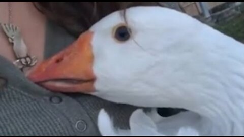Dramatic Goose Hides Face in Owner's Lap After Getting Attacked By Chickens