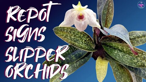4 SIGNS your Slipper Orchids need repotting | How to know when Slipper Orchids need to be repotted 🪴