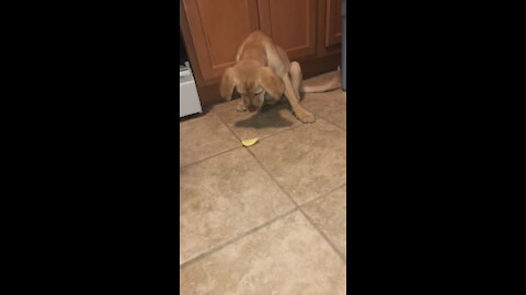 Puppy immediately regrets wanting to taste a lemon