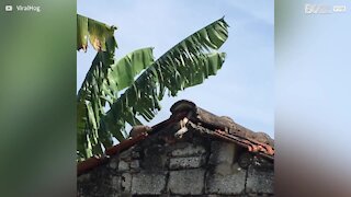 Rato ataca cobra para proteger seus filhotes